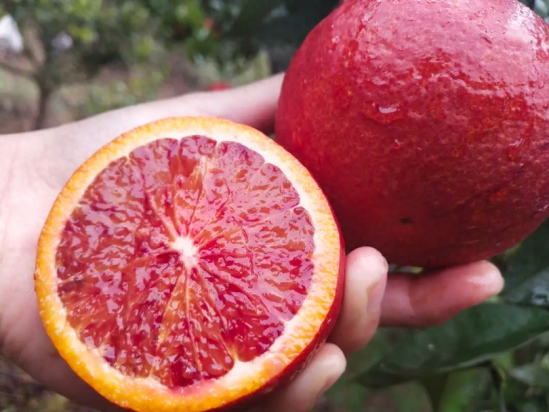 血橙是转基因水果吗？
