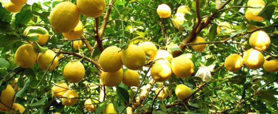安岳柠檬和四川柠檬哪个好？