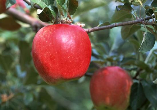 苹果怎么洗才能连皮吃？