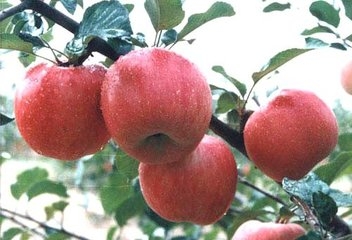 苹果有催熟的效果吗？