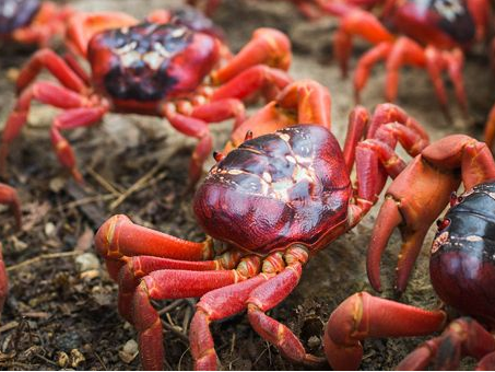 澳洲红蟹能吃吗？是否有毒