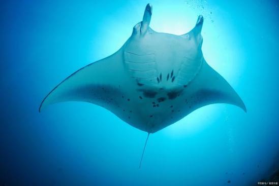 蝠鲼魔鬼鱼能吃吗