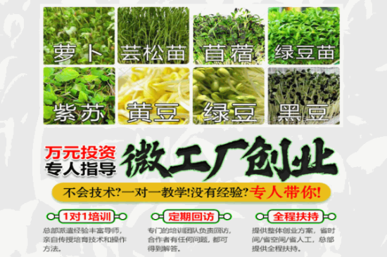 菜之初芽苗菜加盟产品图片